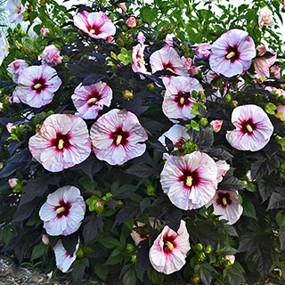 Hibiscus Summerific® Perfect Storm