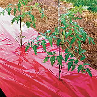 High Yield Red Tomato Mulch Fabric
