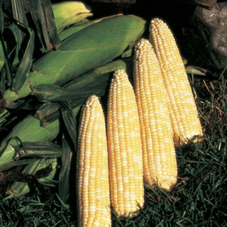 Honey 'N Pearl Hybrid Corn Seeds