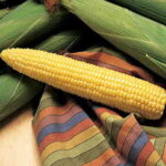 Honey Select Triplesweet™ Hybrid Corn Seeds 1