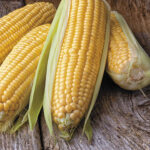 Honey Select Triplesweet™ Hybrid Corn Seeds 1