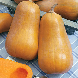 Honeybaby Hybrid Butternut Squash Seeds