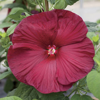 Honeymoon Deep Red Hibiscus Seeds