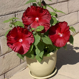 Honeymoon Deep Red Hibiscus Seeds