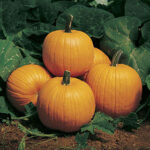 Howden Pumpkin Seeds 1