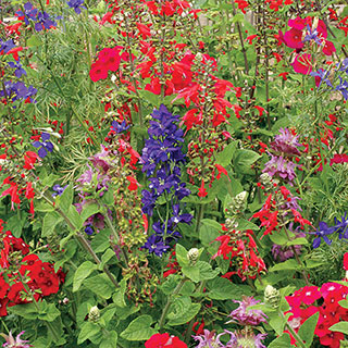 Hummingbird Wildflower Mix