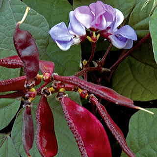 Hyacinth Bean Seeds