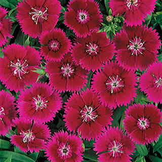 Ideal Violet Dianthus Seeds