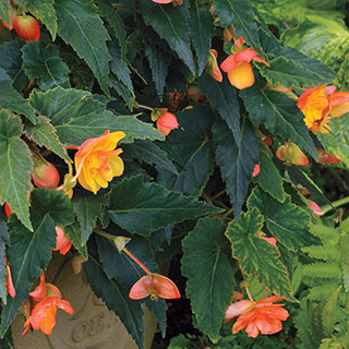 Illumination® Apricot Begonia (pack of 3)