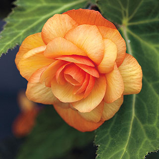 Illumination® Apricot Begonia (pack of 3)