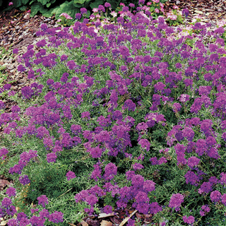 Imagination Verbena Seeds