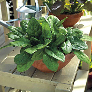 Imperial Green Hybrid Spinach Seeds