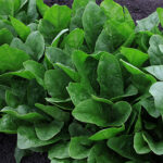 Imperial Green Hybrid Spinach Seeds 1