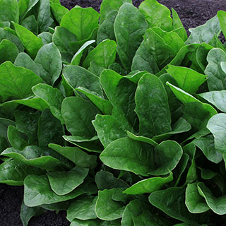 Imperial Green Hybrid Spinach Seeds