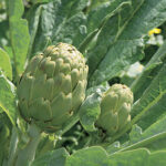 Imperial Star Artichoke Seeds 1