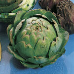 Imperial Star Artichoke Seeds 1