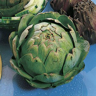 Imperial Star Artichoke Seeds