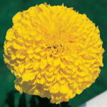 Inca II Gold Hybrid Marigold Seeds 1