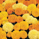 Inca II Hybrid Mix Marigold Seeds 1