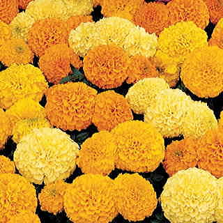Inca II Hybrid Mix Marigold Seeds