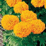 Inca II Orange Hybrid Marigold Seeds 1