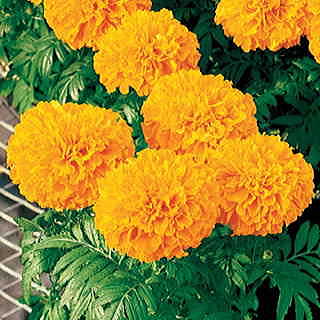 Inca II Orange Hybrid Marigold Seeds