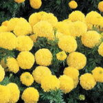 Inca II Primrose Hybrid Marigold Seeds 1
