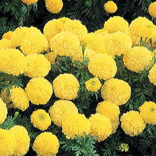 Inca II Primrose Hybrid Marigold Seeds