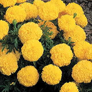 Inca II Yellow Hybrid Marigold Seeds