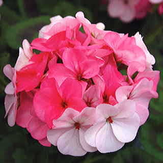 Inspire Appleblossom Geranium Seeds