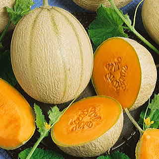 Inspire Hybrid Cantaloupe Seeds