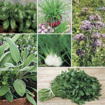 Italian Herb Seeds Collection 1