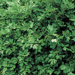 Italian Plain Leaf Parsley Seeds 1