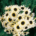 Italian White Sunflower Seeds 1