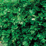 Italian20Flat20Leaf20Organic20Parsley20Seeds.jpg