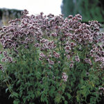 Italian20Organic20Oregano20Seeds.jpg