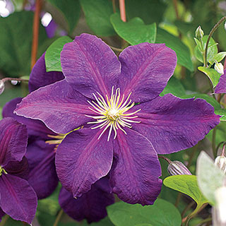 Jackmanii Clematis