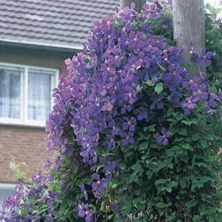 Jackmanii Clematis