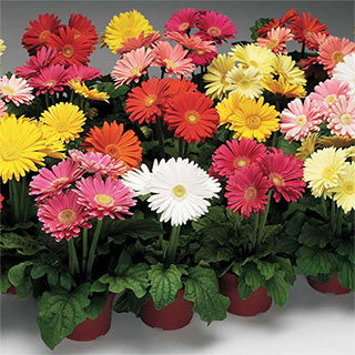 Jaguar Mix Gerbera Daisy Seeds