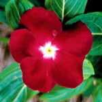 Jaio Dark Red Vinca Flower Seeds 1