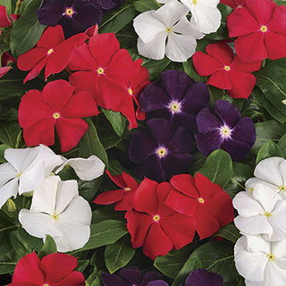 Jams 'N Jellies American Pie Mix Vinca Seeds