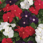 Jams ‘N Jellies American Pie Mix Vinca Seeds 1