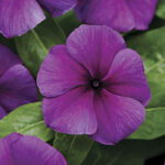 Jams ‘N Jellies Blueberry Vinca Seeds 1