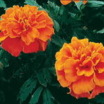 Janie Deep Orange Marigold Seeds 1