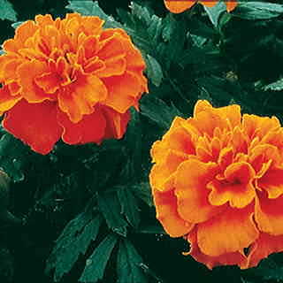 Janie Deep Orange Marigold Seeds