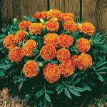 Janie Flame Marigold Seeds 1