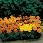 Janie Mix Marigold Seeds 1