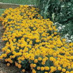 Janie Primrose Yellow Marigold Seeds 1