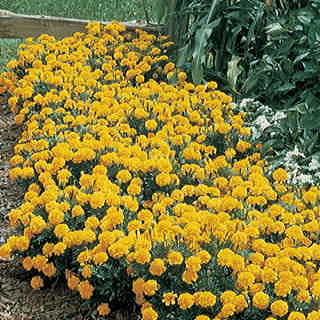 Janie Primrose Yellow Marigold Seeds