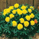 Janie Yellow Marigold Seeds 1